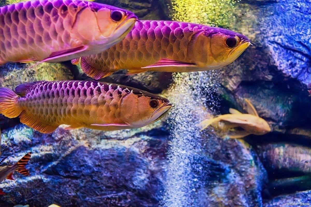 龍魚魚鱗充血怎么辦尾部下沉