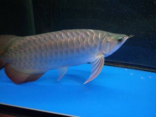 龍魚的含義：如何正確養(yǎng)殖龍魚以增財(cái)運(yùn)