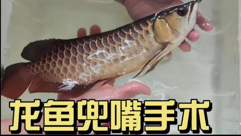 如何預防龍魚手術后的感染