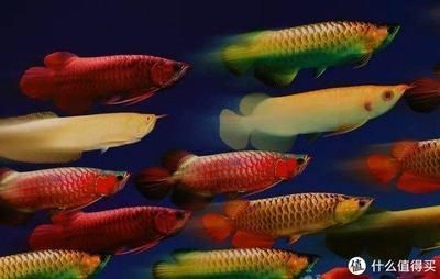 龍魚撞缸掉鱗怎樣處理好 龍魚百科 第1張 龍魚撞缸掉鱗怎樣處理好 龍魚撞缸掉鱗怎樣處理好 龍魚百科 第1張