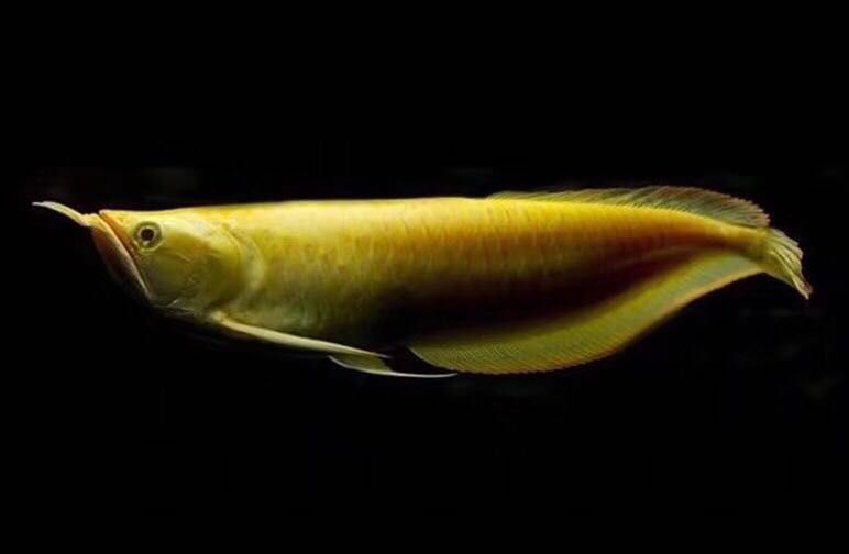龍魚吃什么活體魚好：龍魚活體魚飼料及其特點