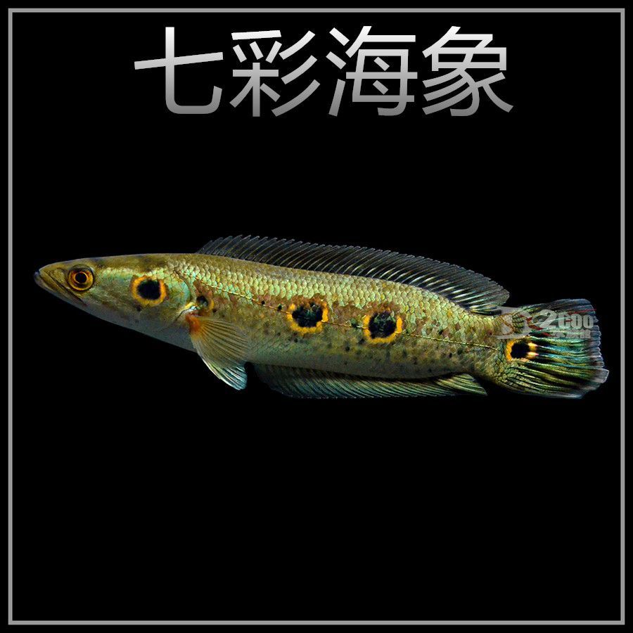 龍魚吃什么活體魚好：龍魚活體魚飼料及其特點