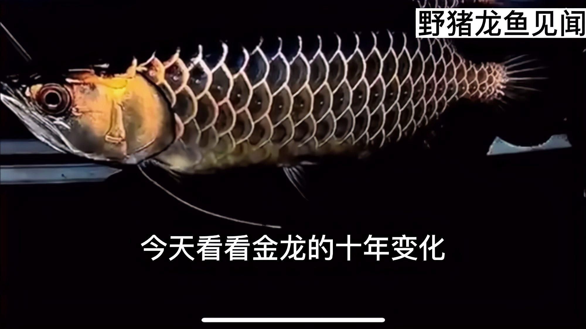 金龍魚視頻觀賞大全
