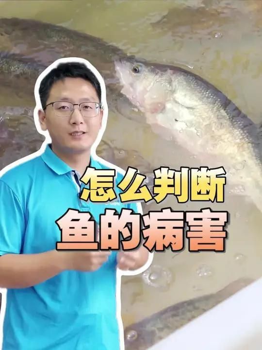 如何判斷魚類是否因疫病死亡？