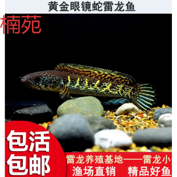 紅龍魚什么價格好養殖（紅龍魚什么價格好養殖呢）