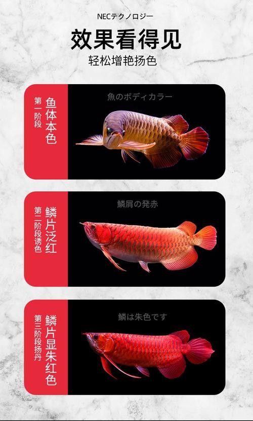 龍魚如何混養：混養龍魚的注意事項