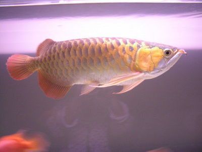 金龍魚適合多大的魚缸養魚，金龍魚適合的魚缸尺寸