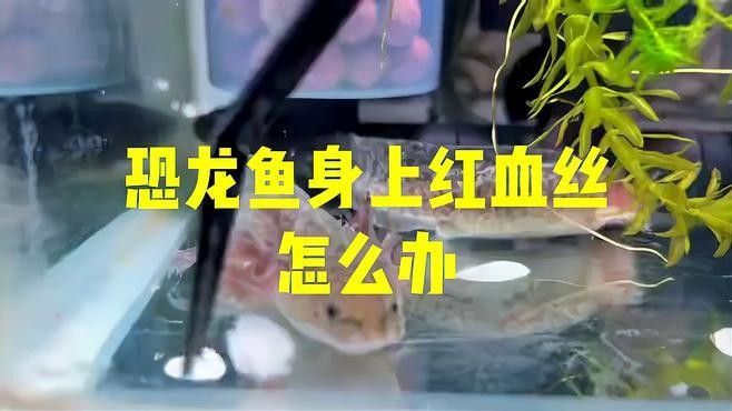 龍魚充血期間需要停食多久？