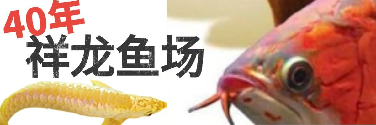 龍魚嘴邊有白色絮狀物：龍魚嘴邊出現(xiàn)白色絮狀物可能是由多種原因引起的，如何處理