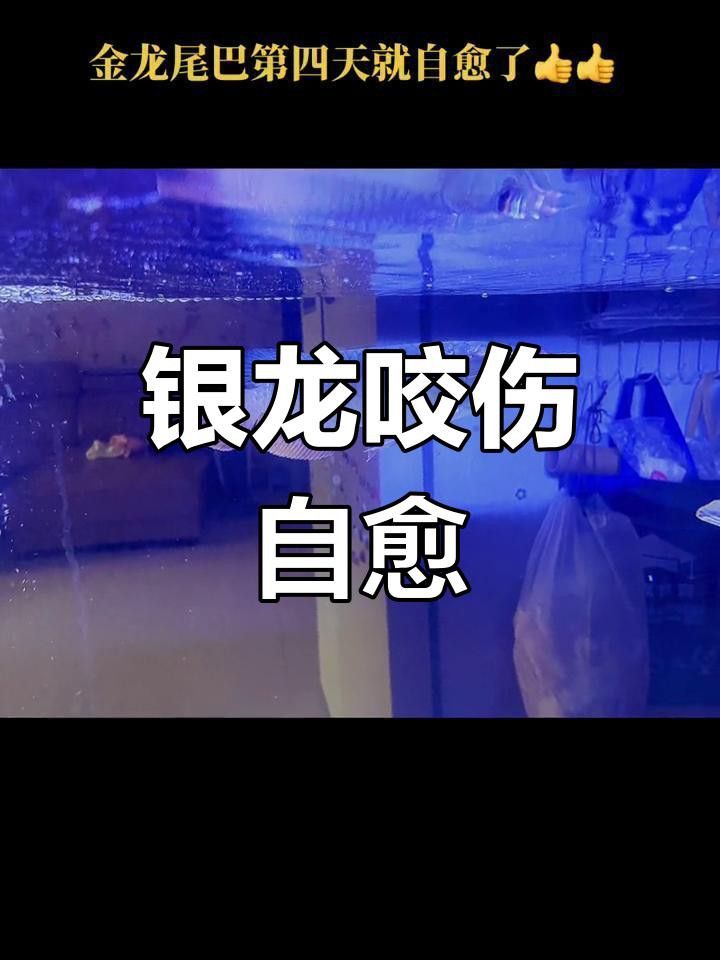 龍魚咬尾是否會自愈？