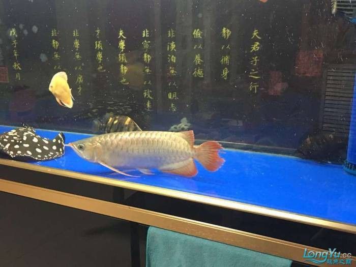 龍魚咬尾是否會自愈？