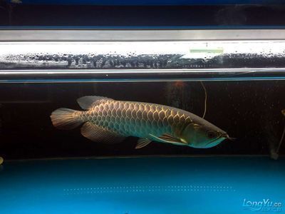 金龍魚可以跟什么魚一起養(yǎng)：金龍魚與金龍魚混養(yǎng)常見問題及解決金龍魚混養(yǎng)常見問題