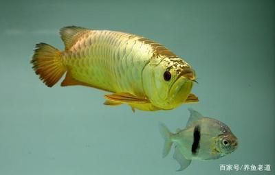 缺氧的龍魚(yú)怎么救活的（龍魚(yú)出現(xiàn)缺氧癥狀怎么辦）