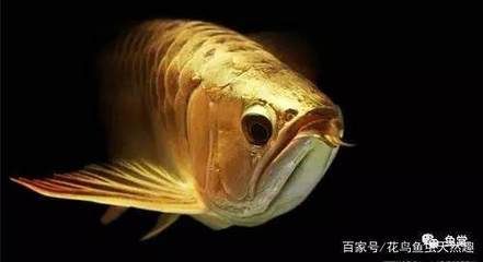 缺氧的龍魚(yú)怎么救活的（龍魚(yú)出現(xiàn)缺氧癥狀怎么辦）