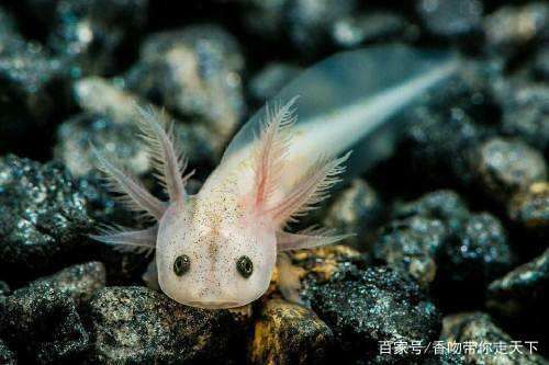 龍魚只在一個角呆著：龍魚為什么喜歡躲在缸角