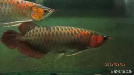 龍魚只在一個角呆著：龍魚為什么喜歡躲在缸角
