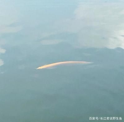 龍魚在<strong><mark>海南</mark></strong>的生存可能性（在<strong><mark>海南</mark></strong>養龍魚需要適當的加溫嗎？）