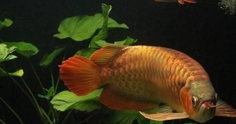 紅龍魚喂什么上色快一點（紅龍魚上色效果對比實驗,紅龍魚適宜水質(zhì)的維護方法）