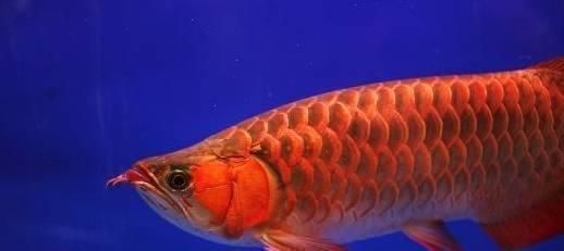 紅龍魚喂什么上色快一點（紅龍魚上色效果對比實驗,紅龍魚適宜水質(zhì)的維護方法）