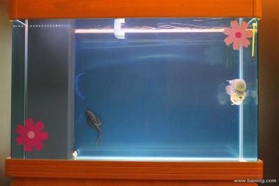 一米長寬40高60的魚缸，一米長、寬40厘米、高60厘米的魚缸在水族館中的應用效果