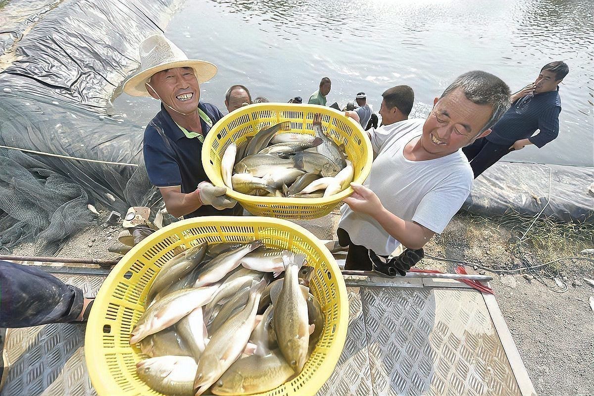 鱸魚為何被國家叫停