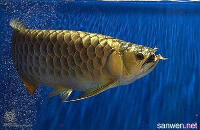 自己養的龍魚能吃嗎怎么養：養龍魚的注意事項