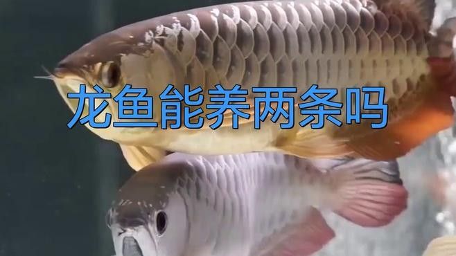龍魚可以兩條一起養的嗎