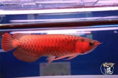 龍魚發色燈：如何選擇龍魚發色燈
