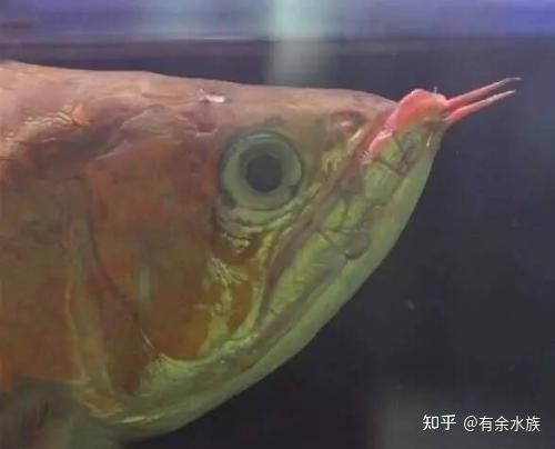 龍魚撞破嘴唇的恢復時間主要取決于傷口的大小和水質的好壞：龍魚撞破嘴唇多久能好，