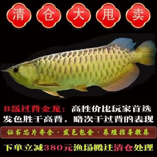 哪里可以購買到金龍魚幼苗？ 哪里可以購買到金龍魚幼苗？ 龍魚百科 第9張