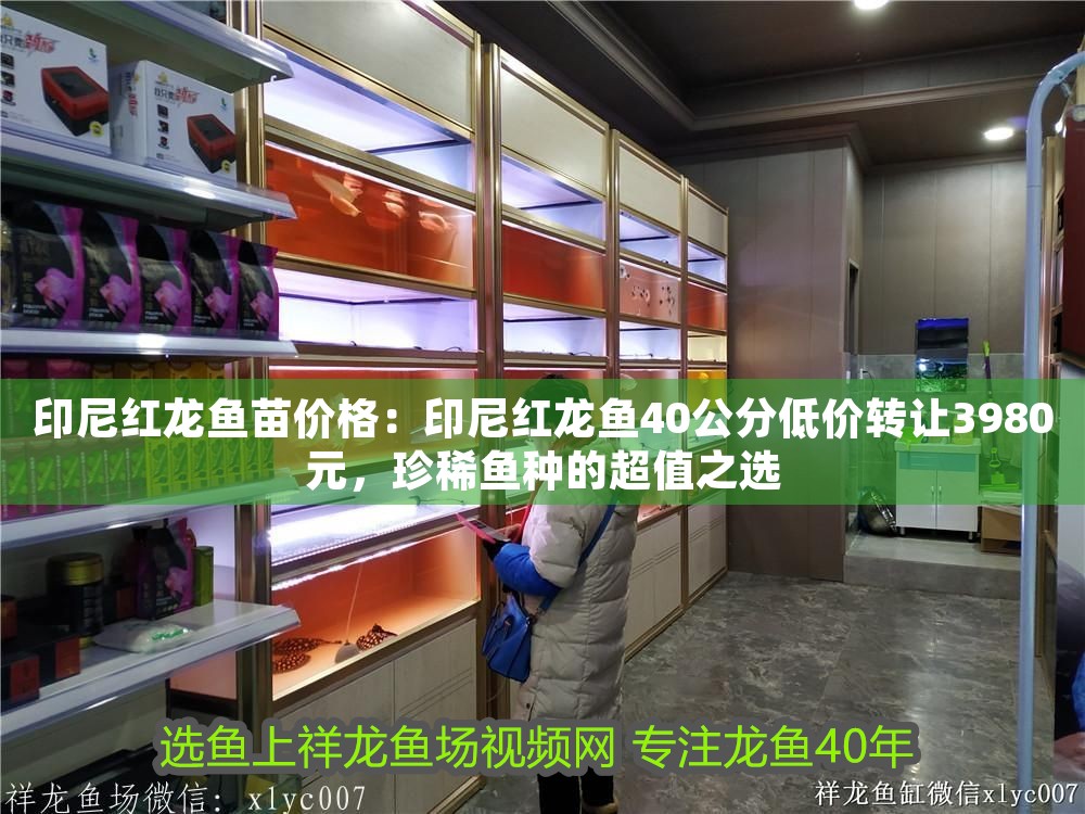 印尼紅龍魚苗價格：印尼紅龍魚40公分低價轉(zhuǎn)讓3980元，珍稀魚種的超值之選