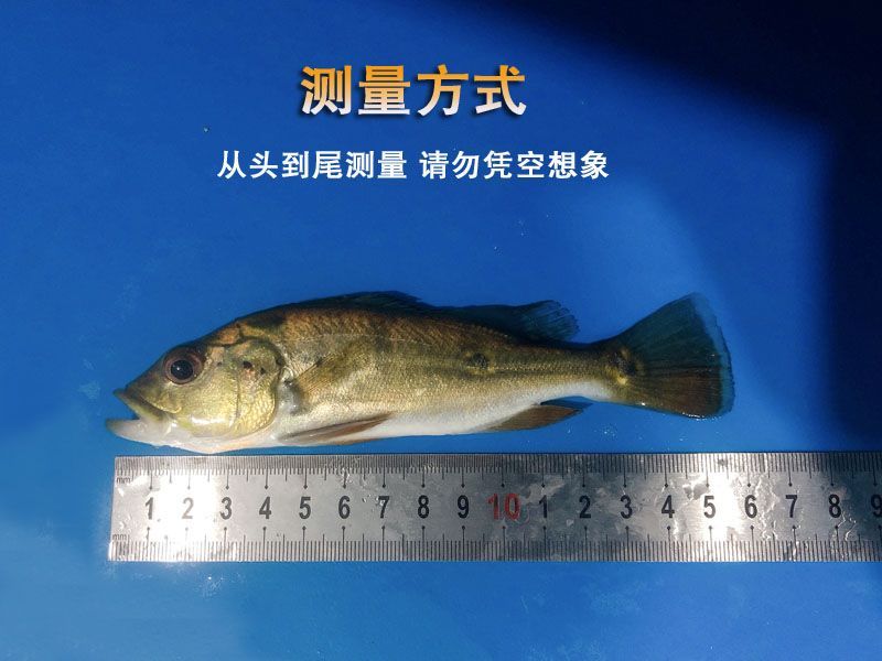 龍魚水質檢測哪些指標不正常：龍魚水質檢測中可能出現的不正常指標