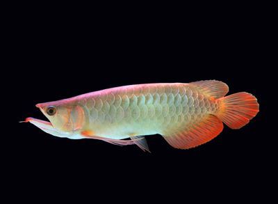 龍魚水質檢測哪些指標不正常：龍魚水質檢測中可能出現的不正常指標