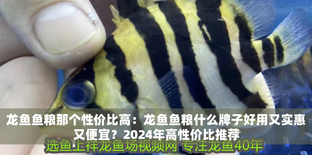 龍魚(yú)魚(yú)糧那個(gè)性?xún)r(jià)比高：龍魚(yú)魚(yú)糧什么牌子好用又實(shí)惠又便宜？2024年高性?xún)r(jià)比推薦