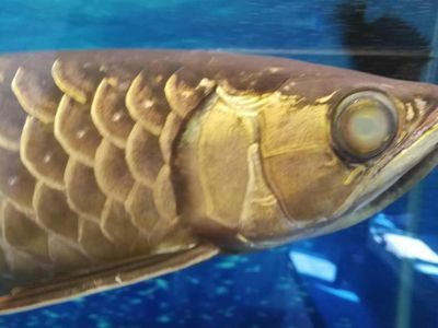 龍魚蒙眼照片真實高清圖：關于龍魚蒙眼照片真實高清圖的建議
