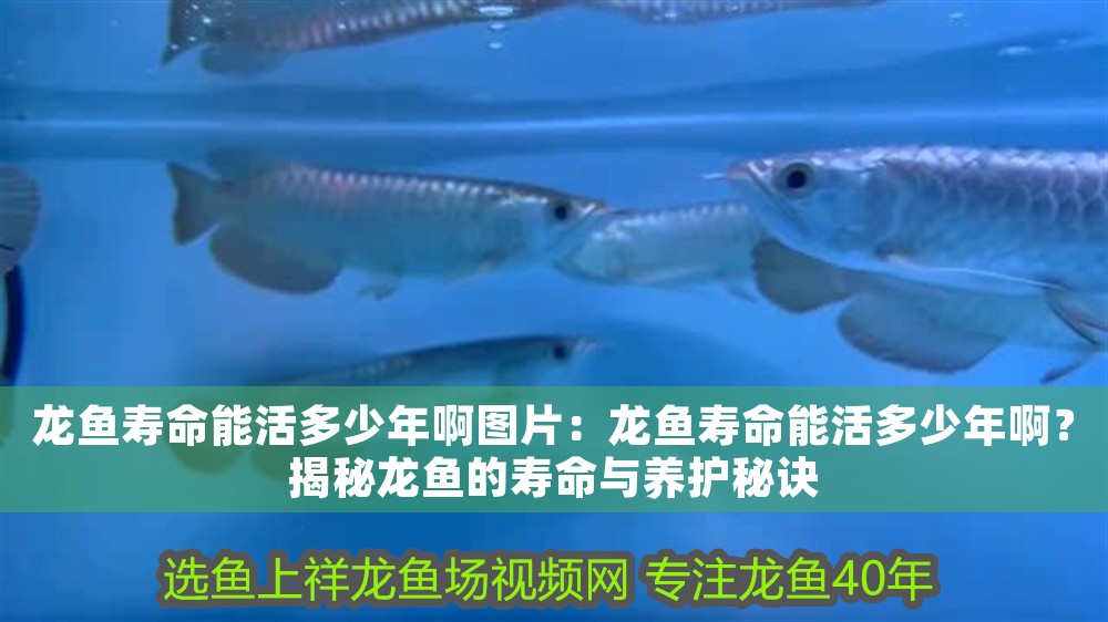 龍魚壽命能活多少年啊圖片：龍魚壽命能活多少年?。拷颐佚堲~的壽命與養護秘訣