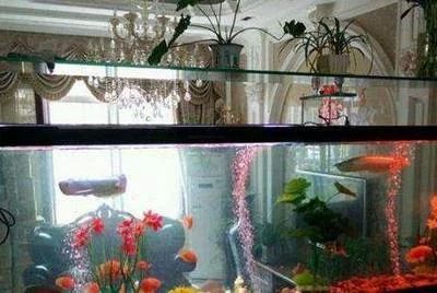 龍魚(yú)掉眼如何封缸：龍魚(yú)掉眼怎么封缸