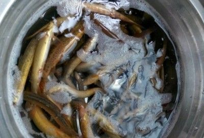 金龍魚高背魚過背圖解
