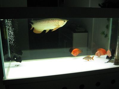 小金龍魚怎么養(yǎng)長得快又好養(yǎng)：小金龍魚的飼養(yǎng)注意事項(xiàng)
