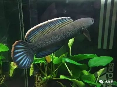什么雷龍魚體型小又好養，雷龍魚食物選擇指南,小型雷龍魚食物選擇指南