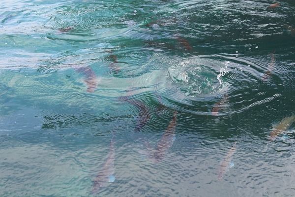 雷龍魚哪種最好看（被認為最好看的雷龍魚品種）