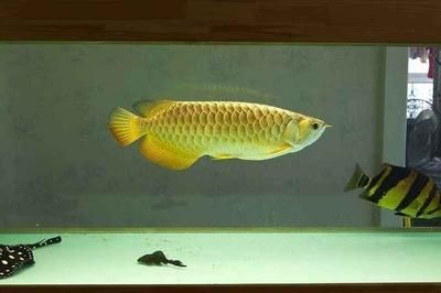 龍魚加維生素C（維生素c對龍魚有多方面的益處，但必須注意控制劑量）