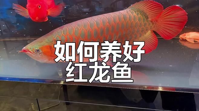 頂級紅龍魚品牌有哪些品種的