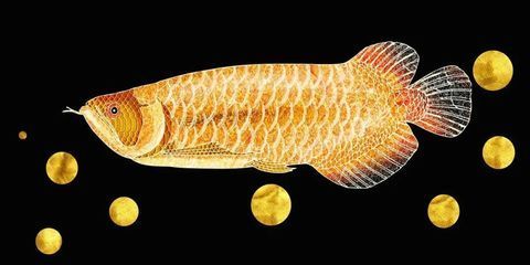 哪里收金龍魚：關于金龍魚回收的問題