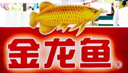 哪里收金龍魚：關于金龍魚回收的問題