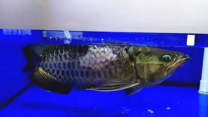 金龍魚鱗片變白吃什么藥：金龍魚鱗片發白怎么辦