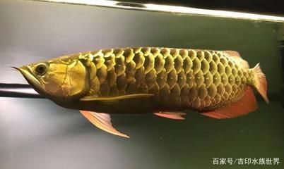 金龍魚正常水溫是多少合適，金龍魚水溫調節技巧,金龍魚最佳生長水溫,金龍魚水溫波動影響