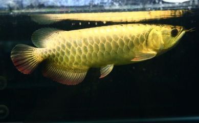 金龍魚正常水溫是多少合適，金龍魚水溫調節技巧,金龍魚最佳生長水溫,金龍魚水溫波動影響