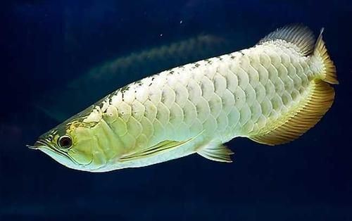 銀龍魚眼皮腫怎么回事（銀龍魚眼皮腫是怎么回事）
