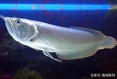 銀龍魚眼皮腫怎么回事（銀龍魚眼皮腫是怎么回事）